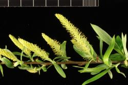 Salix matsudana × S. alba. Male catkins.
 Image: D. Glenny © Landcare Research 2020 CC BY 4.0